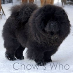 Chow's Who
