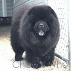 Chow's Who