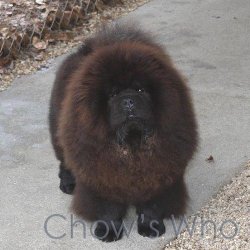Chow's Who