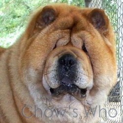 Chow's Who