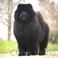 Chow's Who