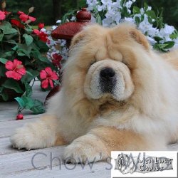 Chow's Who