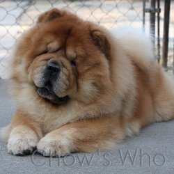 Chow's Who