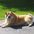 Chow's Who