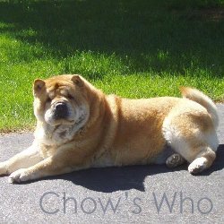 Chow's Who