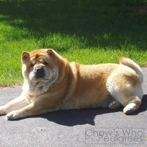 Chow's Who