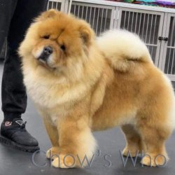 Chow's Who