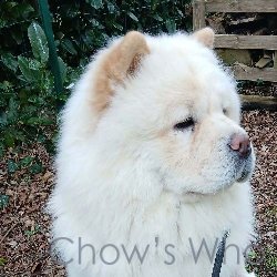 Chow's Who