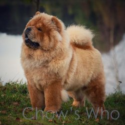 Chow's Who