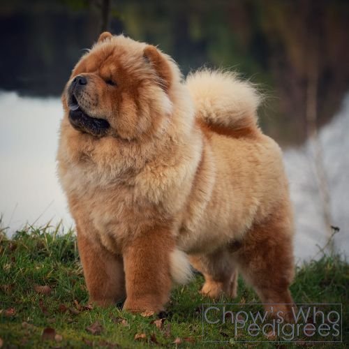 Chow's Who
