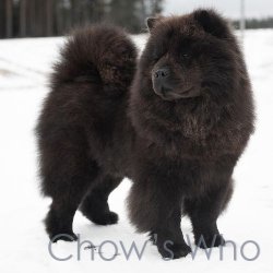 Chow's Who