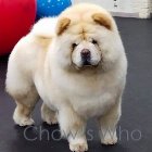 Chow's Who