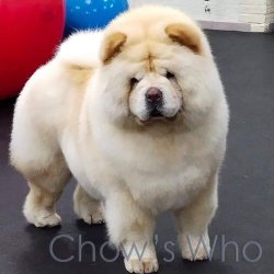 Chow's Who