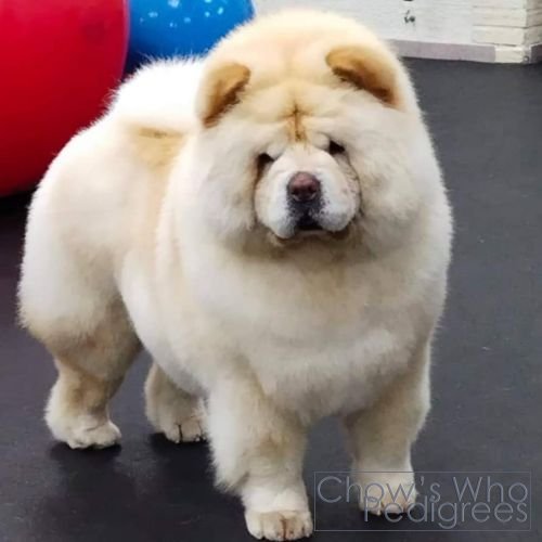 Chow's Who