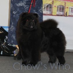 Chow's Who