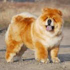 Chow's Who