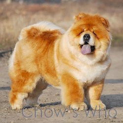 Chow's Who