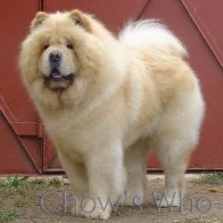 Chow's Who