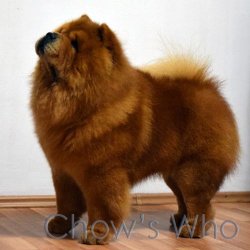 Chow's Who
