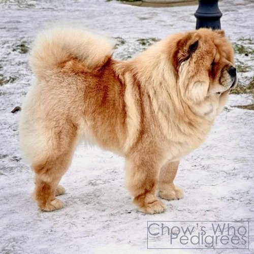 Chow's Who