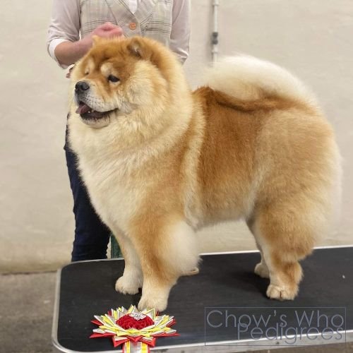 Chow's Who