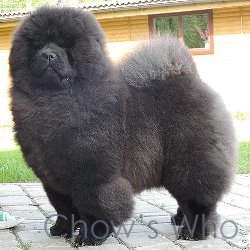 Chow's Who