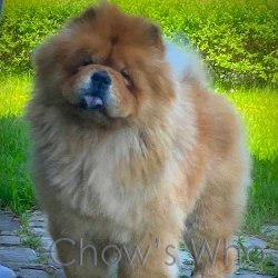 Chow's Who