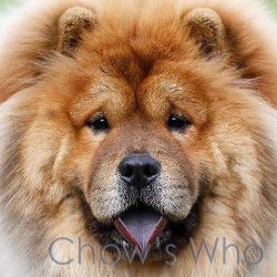 Chow's Who