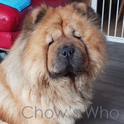Chow's Who