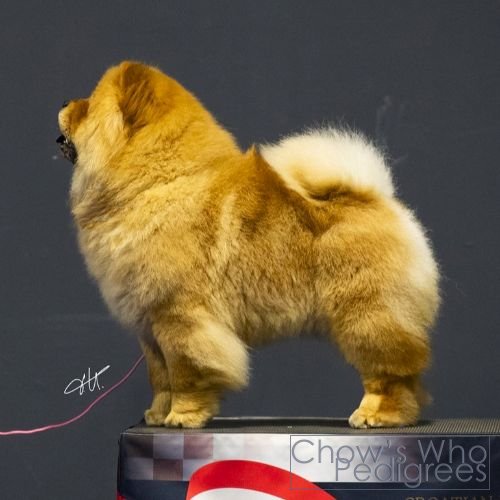 Chow's Who