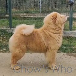 Chow's Who