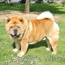 Chow's Who