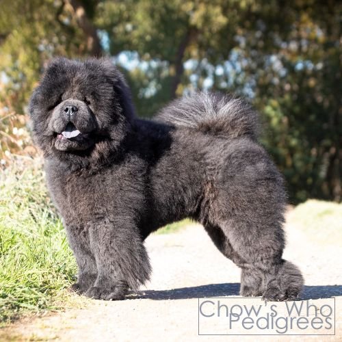 Chow's Who