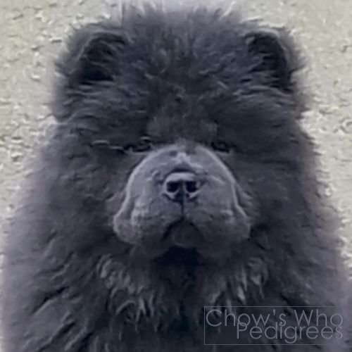 Chow's Who