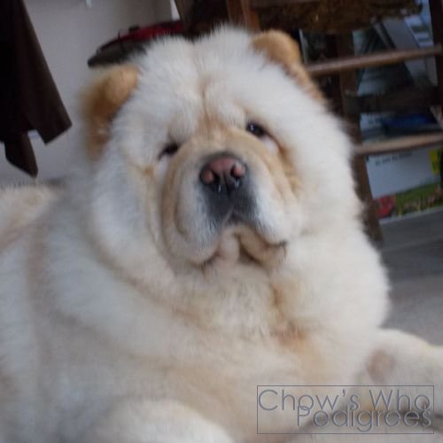 Chow's Who