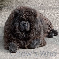 Chow's Who