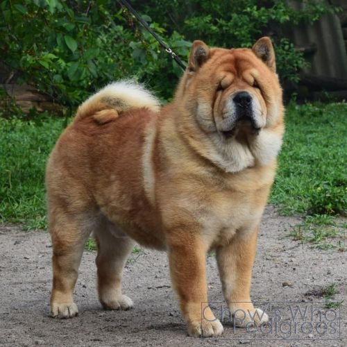 Chow's Who
