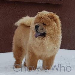 Chow's Who