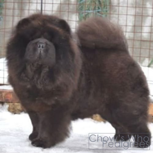 Chow's Who