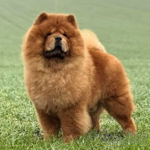 Chow's Who