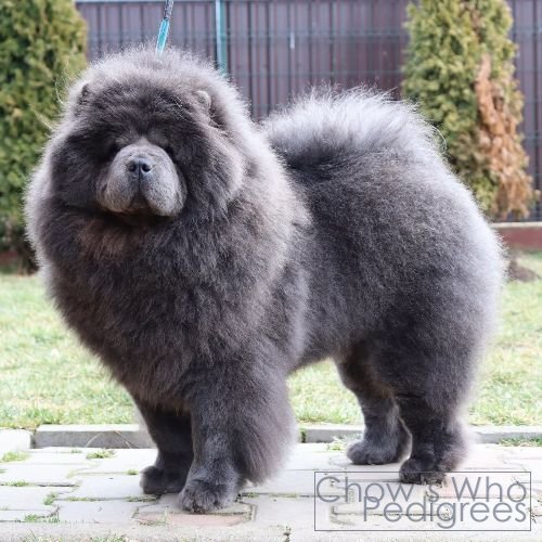 Chow's Who