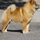 Chow's Who