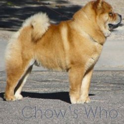 Chow's Who