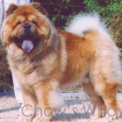Chow's Who