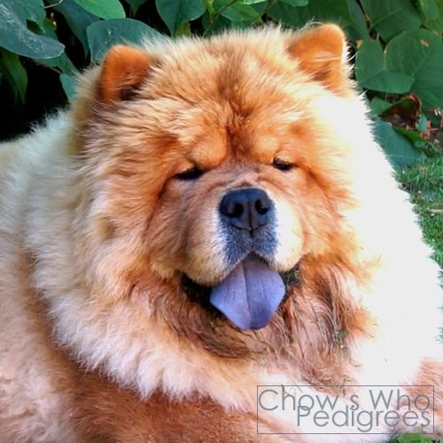 Chow's Who