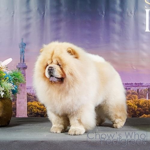 Chow's Who