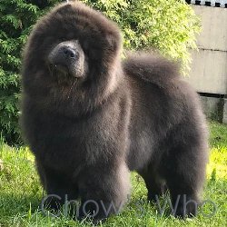 Chow's Who