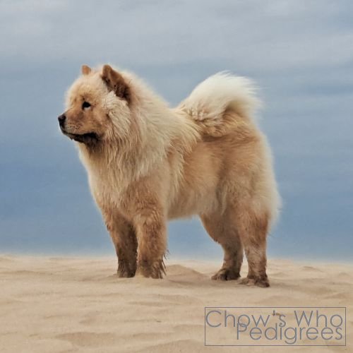 Chow's Who