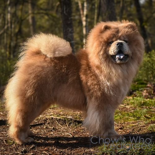 Chow's Who