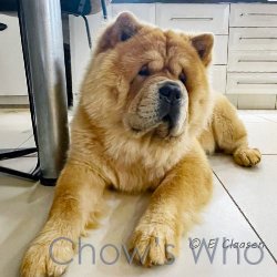 Chow's Who